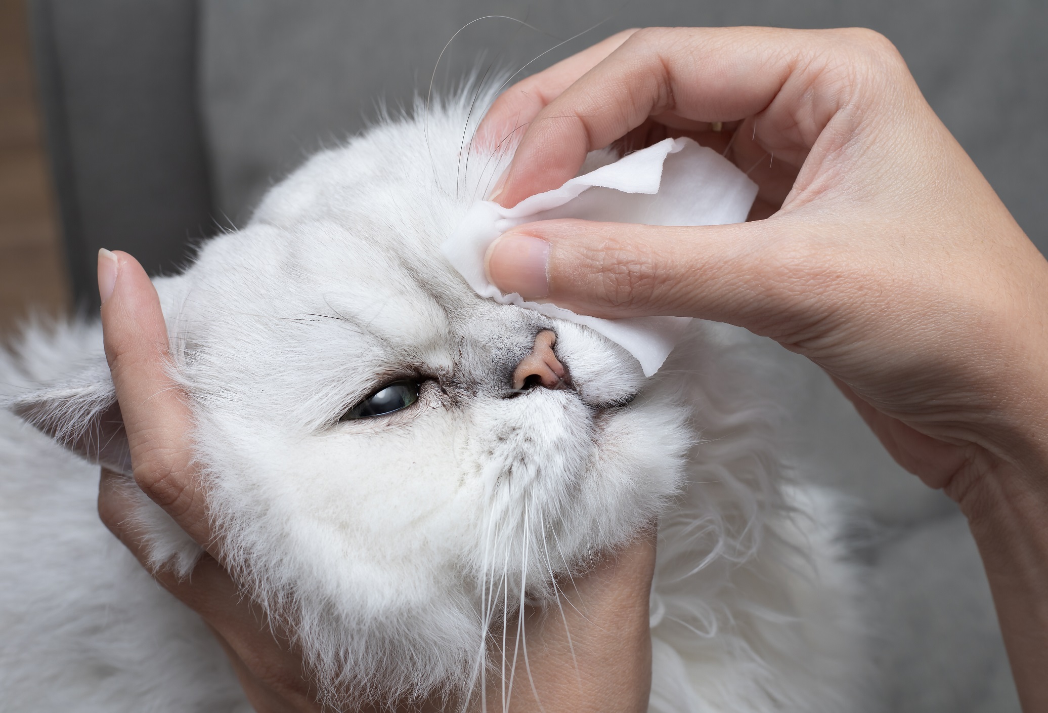Eye Injuries in Pets